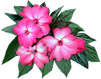 impatiens
